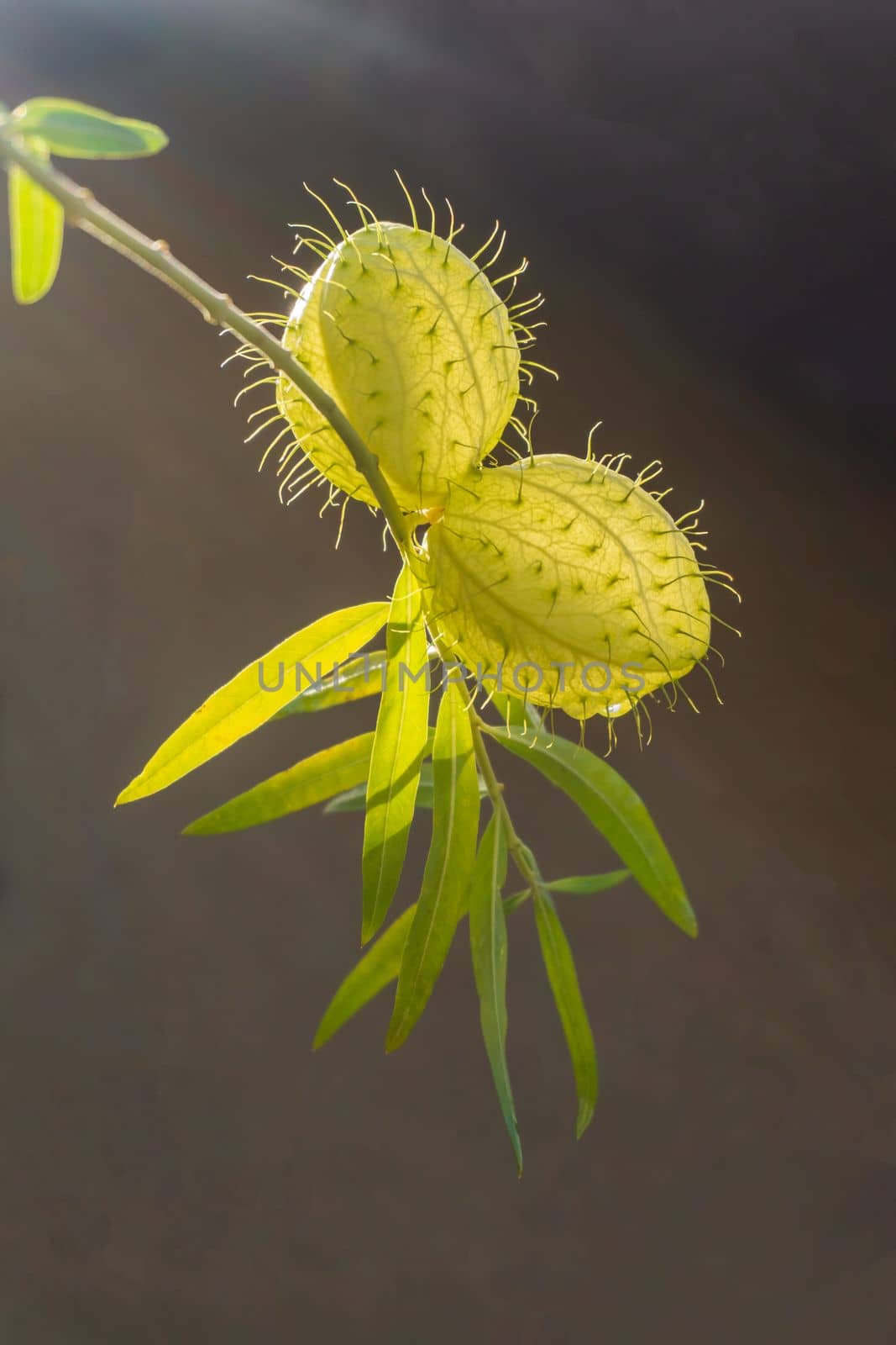 Gomphocarpus fruticosus branches with green balls with air close up