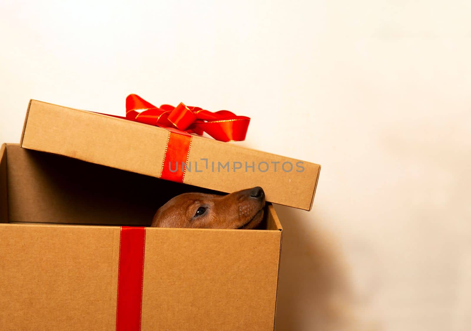 A puppy in a gift box. The puppy sticks his nose out of the box. by BetterPhoto