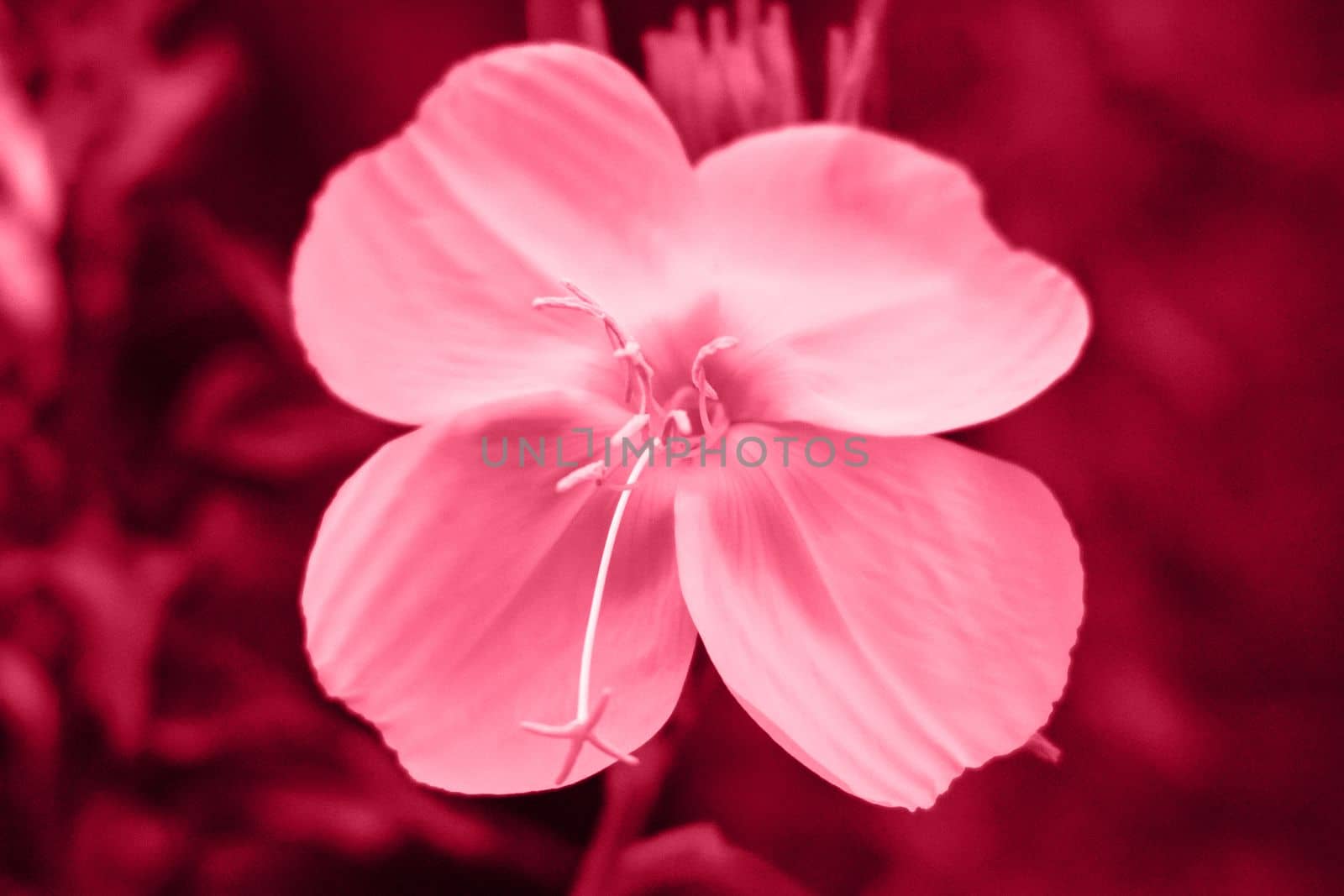 Viva magenta, new trendy color of 2023 year. Beautiful flower aster. by Ri6ka