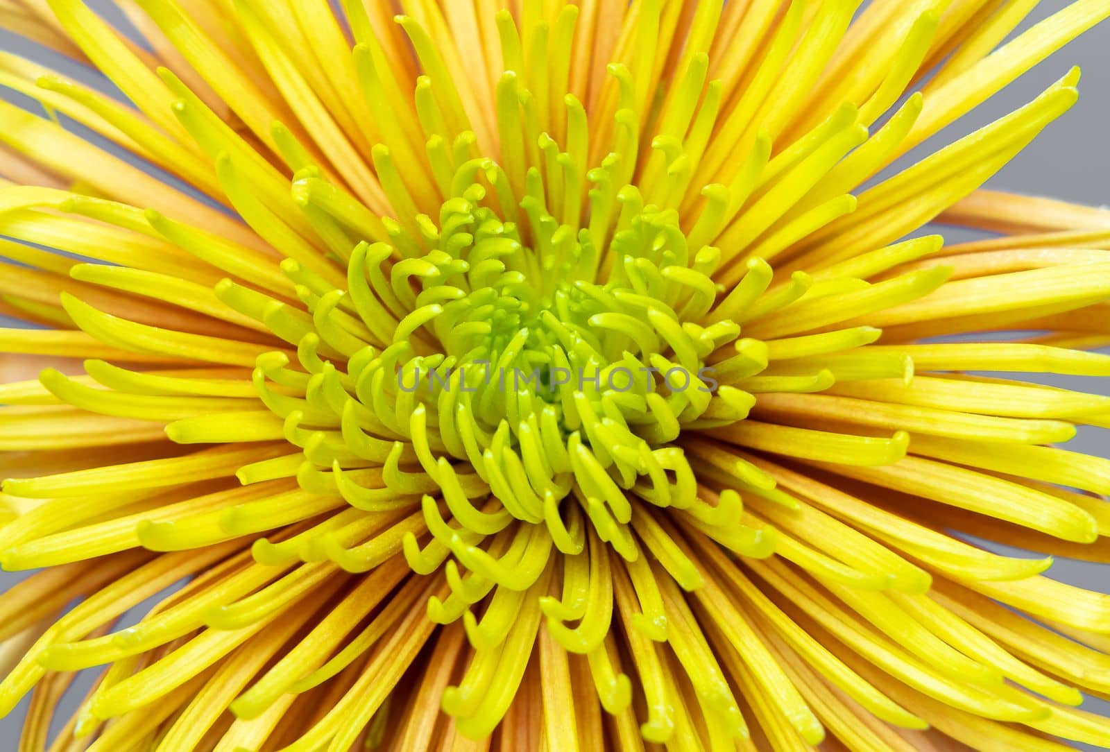 Close up of yellow aster flower. Aesthetic blooming. by Ri6ka