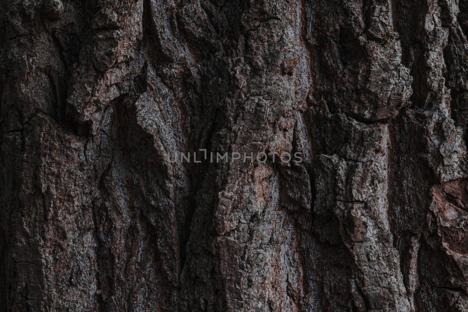 Tree bark. Wood texture. Tree bark texture pattern by exndiver