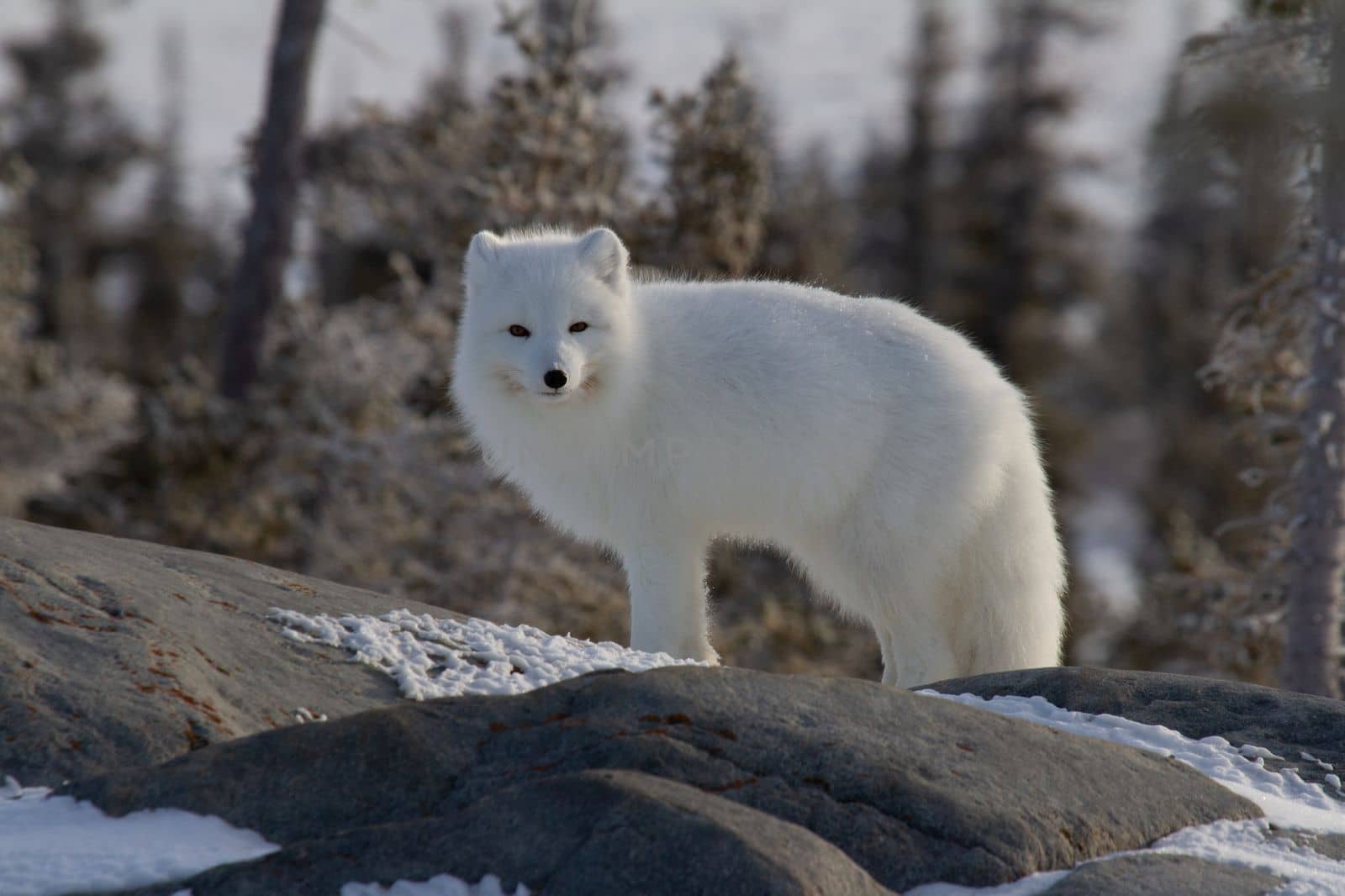 Arctic fox or Vulpes Lagopus in white winter coat with trees in the background looking at the camera, Churchill, Manitoba, Canada