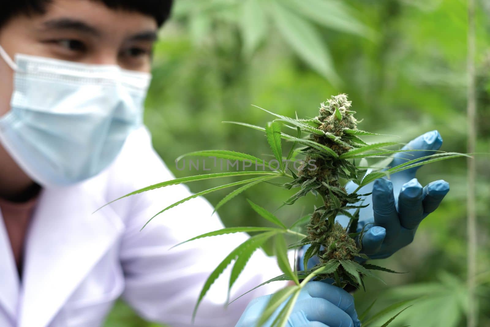 Portrait of scientist with mask, glasses and gloves checking hemp plants in a greenhouse. Concept of herbal alternative medicine, cbd oil, pharmaceptical industry..