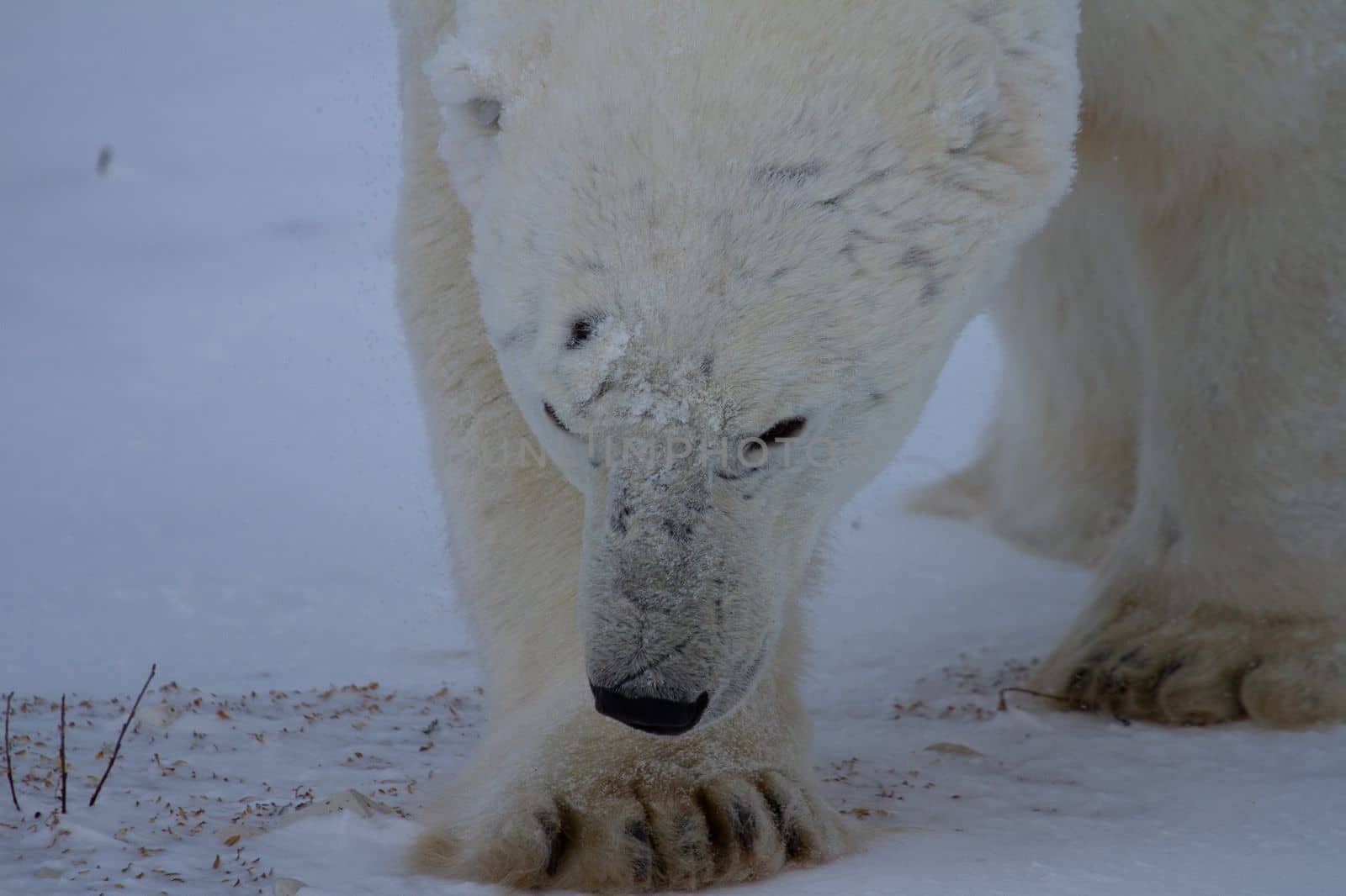 Closeup of a polar bear or ursus maritumus on a sunny day, near Churchill, Manitoba Canada by Granchinho