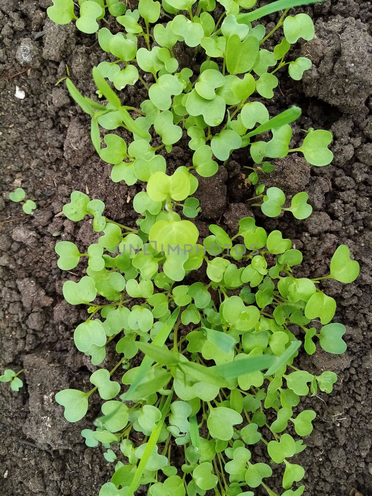 green seedlings of mustard, oats, vetch, sowing green manure in a greenhouse. High quality photo