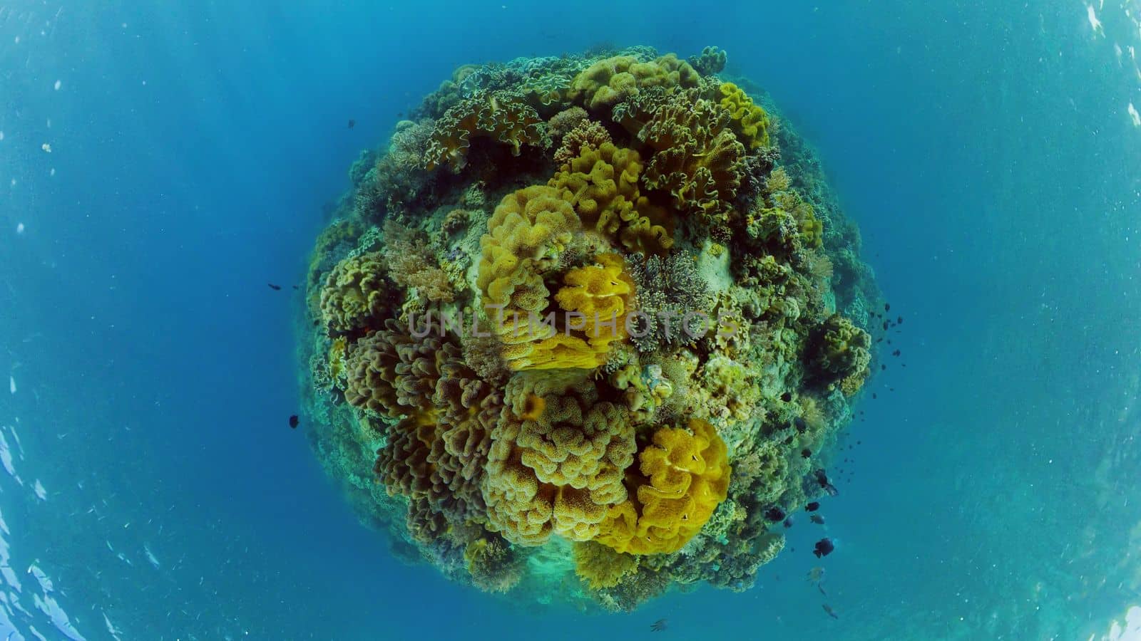 Scene reef. Marine life sea world. Underwater fish reef marine. Philippines.