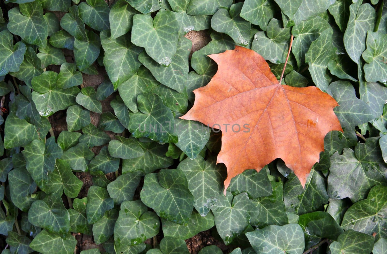 Autumn yellow wood leaf on green ivy leaves. Background photo.