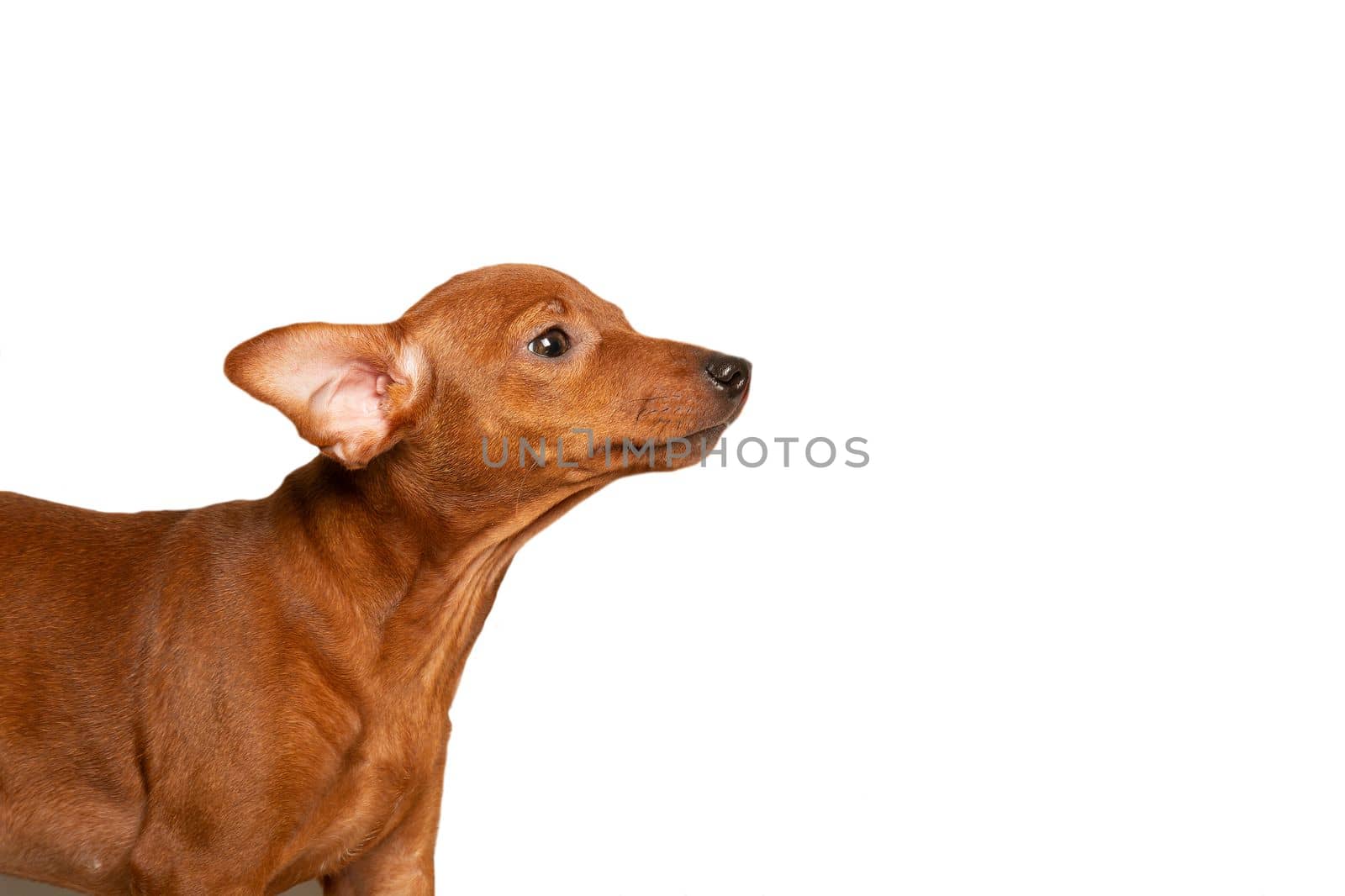 A curious puppy is standing sideways. The puppy looks from the side on a white background. Isolate. Copy space
