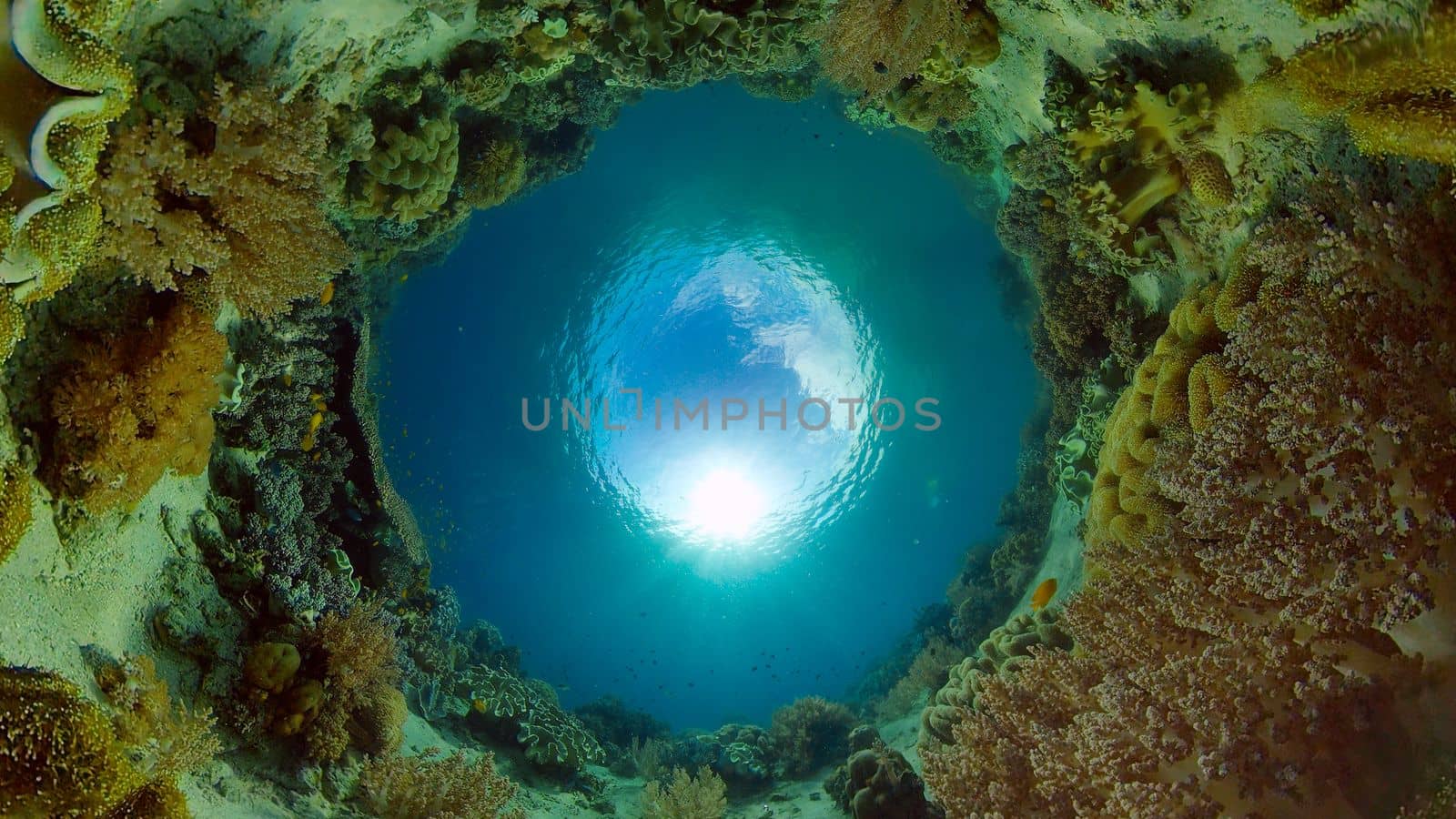 Tropical Fish Corals Marine Reef. Underwater Sea Tropical Life. Tropical underwater sea fishes. Underwater fish reef marine. Tropical colorful underwater seascape. Philippines.