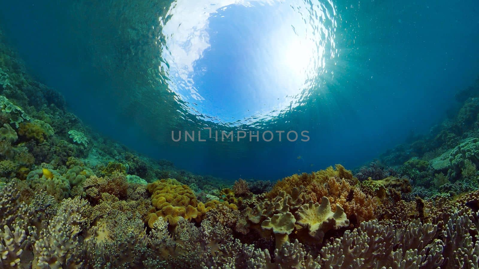 Tropical underwater sea fish. Colourful tropical coral reef. Scene reef. Philippines.