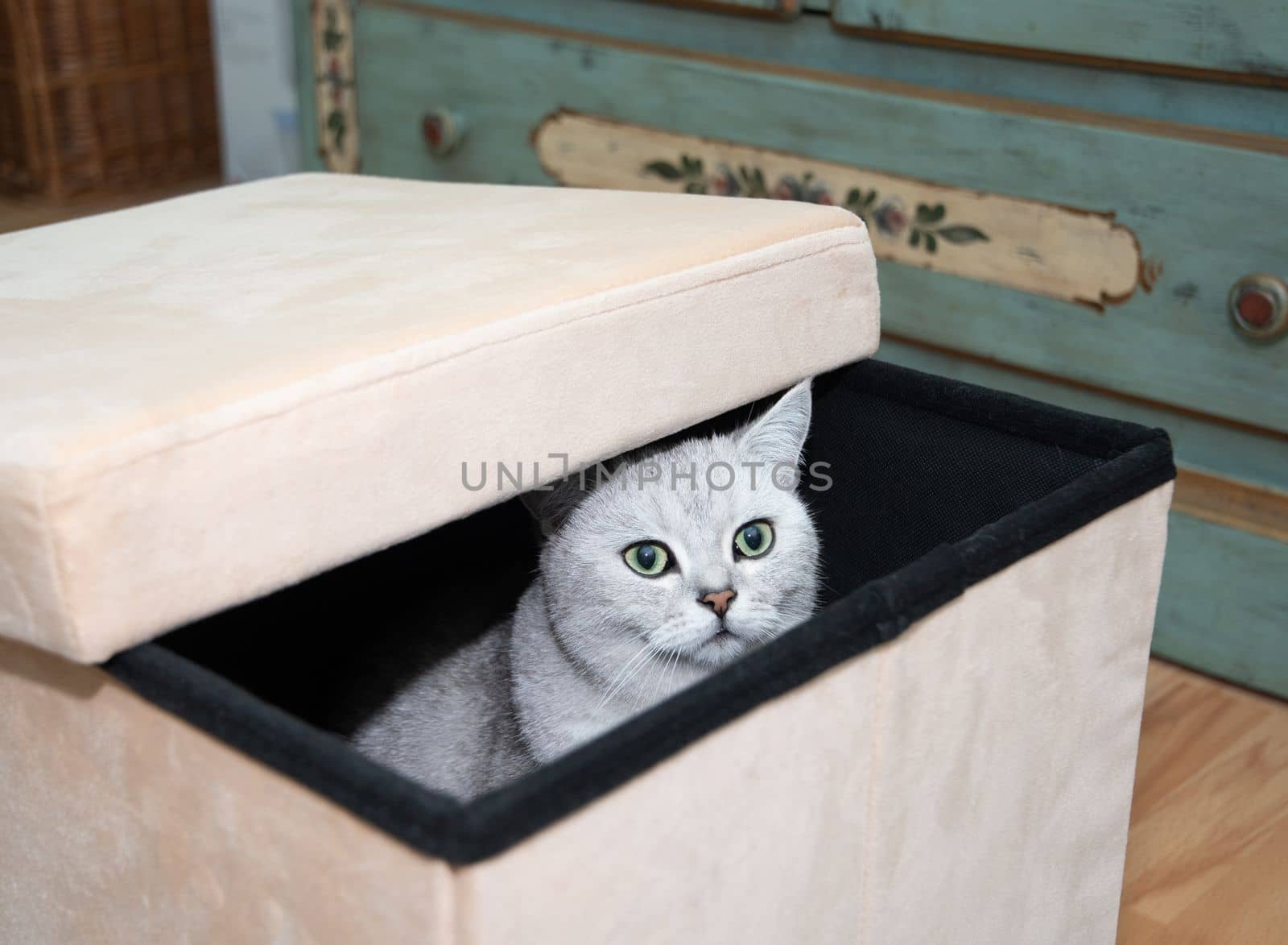 gray scottish kitten with green eyes peeks curiously out of the box, pets in the room Curious cat explores new territories, High quality photo