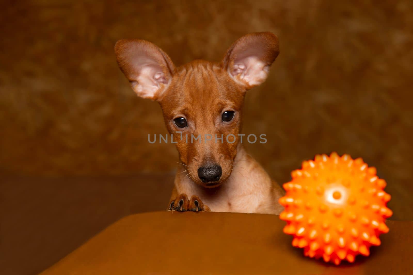 A playful puppy with a ball. A miniature pinscher puppy and a dog toy.