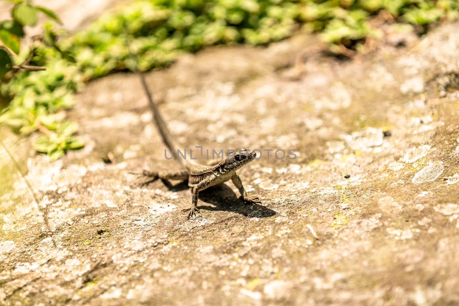 brown lizard on a stone by Edophoto