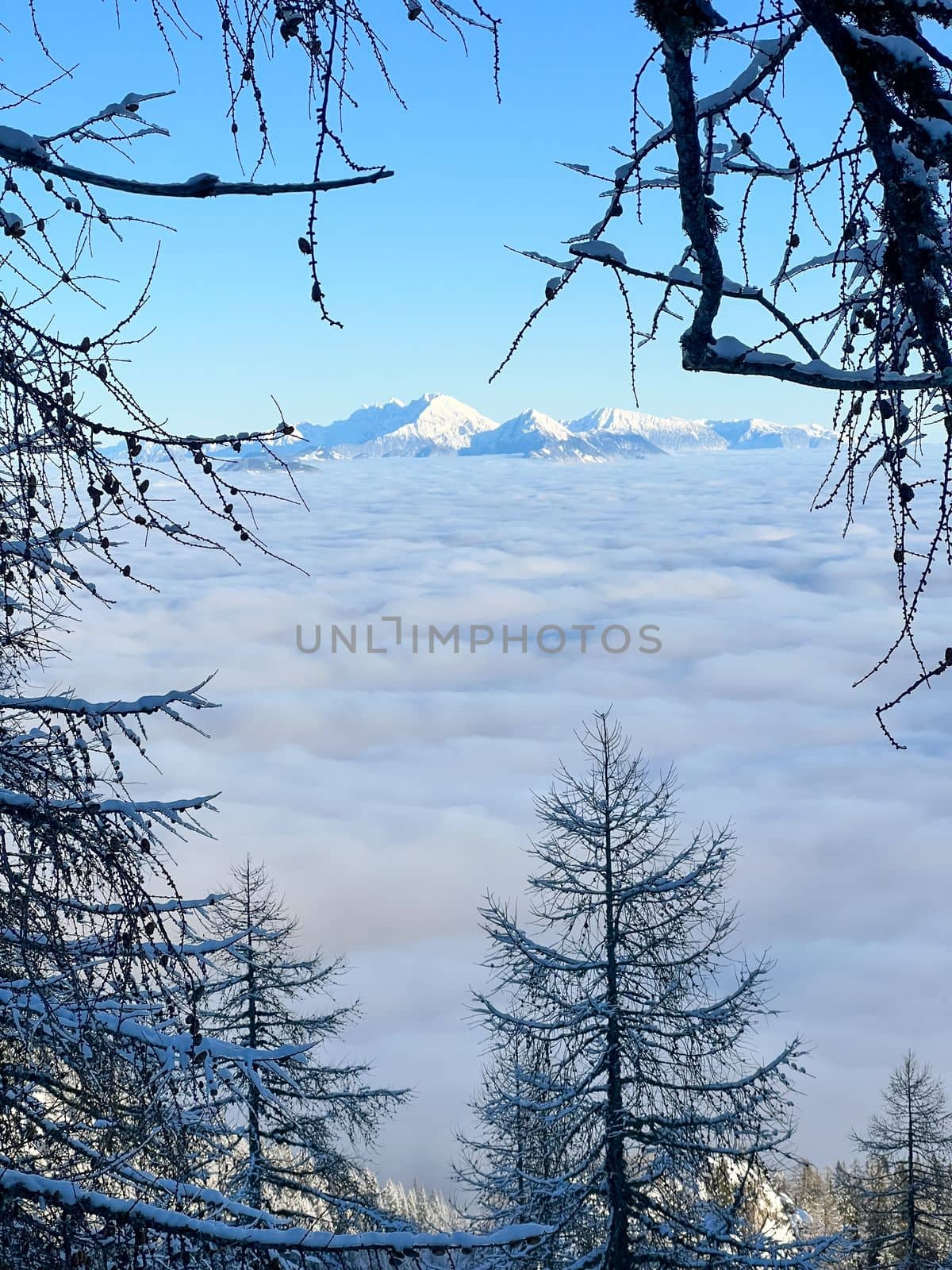 winter mountain landscape peaks and trees snow covered mobile photo by Chechotkin