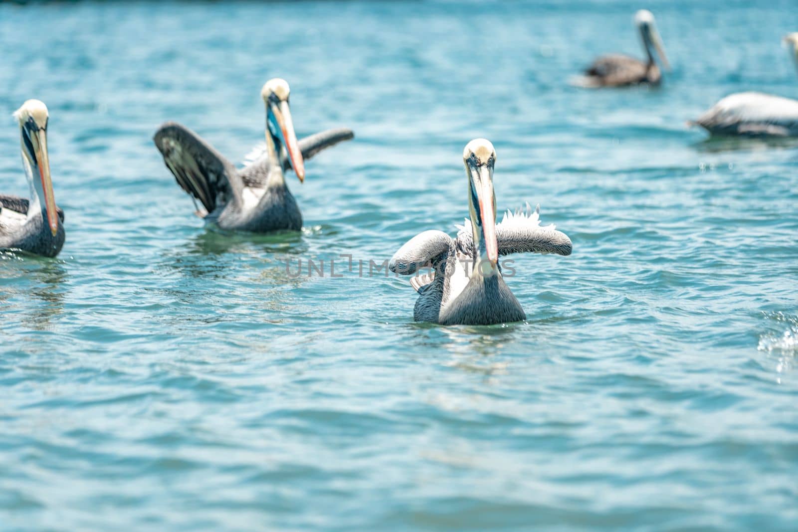 pelicans on the water surface of the ocean.