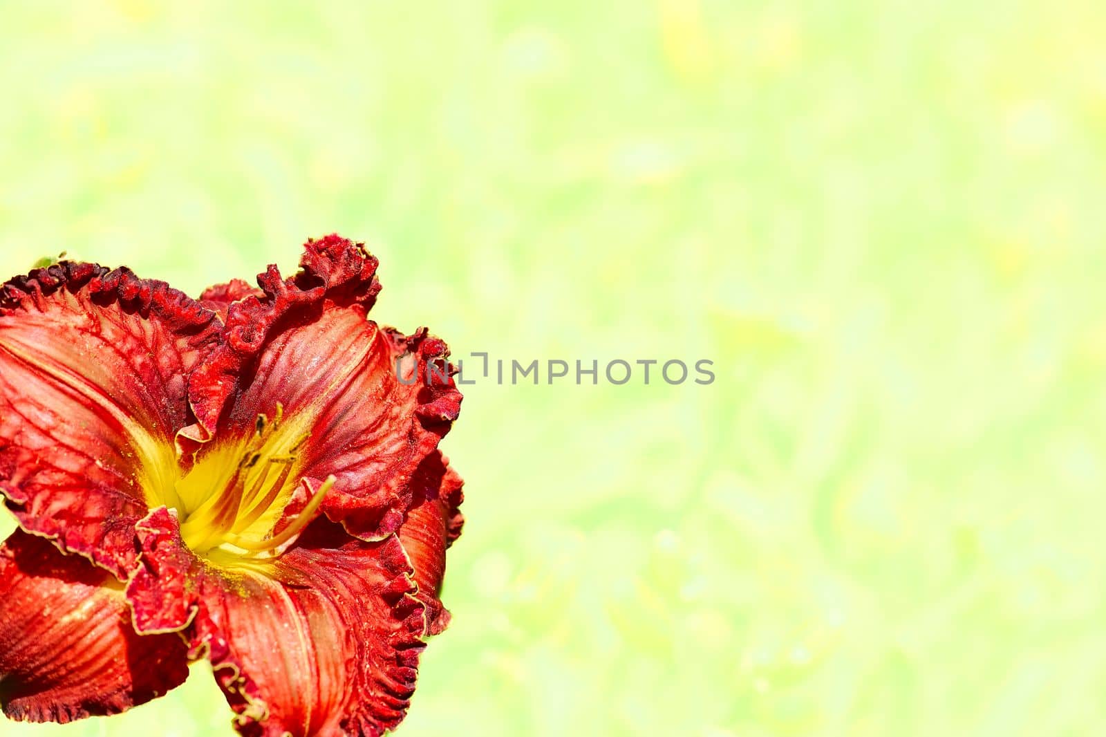 an Old World plant of the iris family, with sword shaped leaves and spikes of brightly colored flowers, popular in gardens. Cute red ginger gladiolus flower on a delicate yellow white space for text