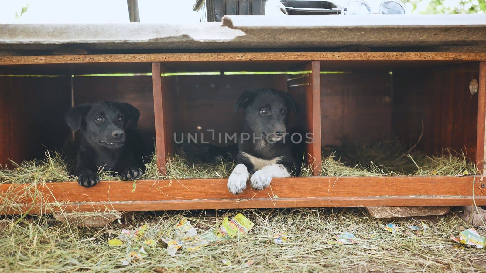 Black puppies run and sit in a booth in the village