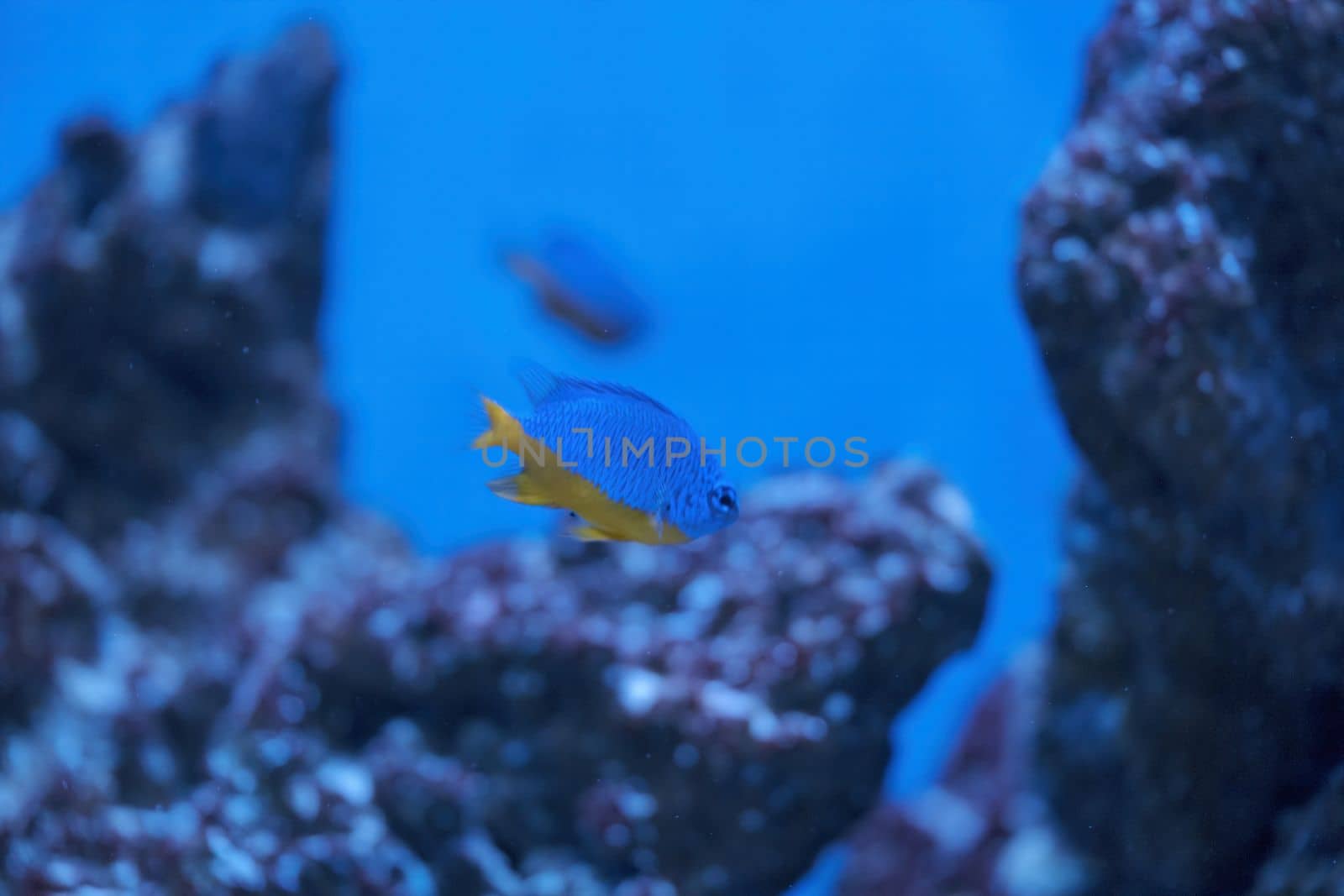 Azure Damselfish, Chrysiptera hemicyanea, swimming on a reef tank with blurred background