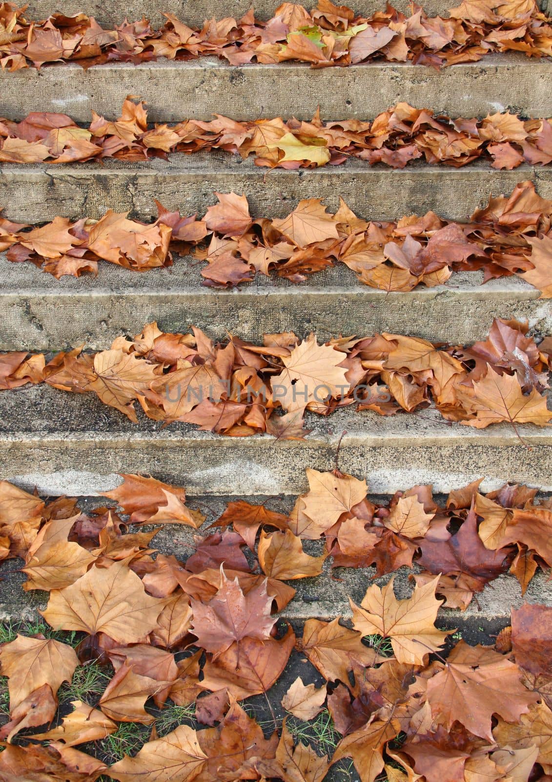 stairs with autumn leaves view on old stone steps in autumn park. by gallofoto