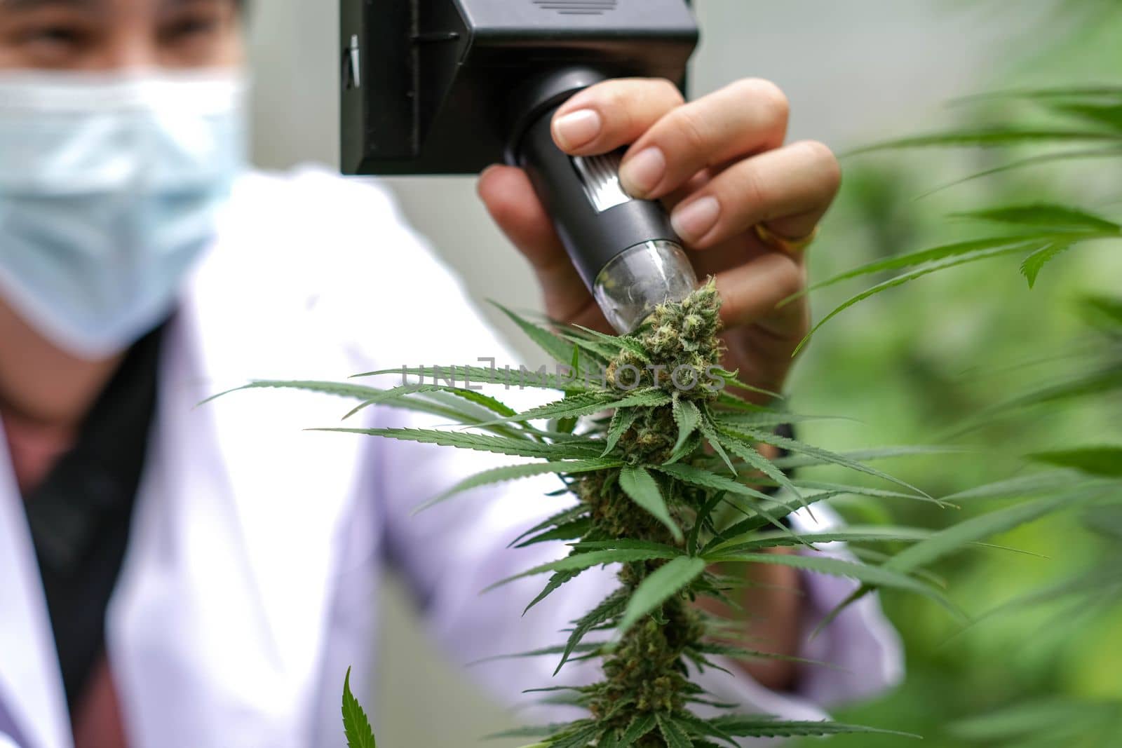 Portrait of scientist with mask, glasses and gloves checking hemp plants in a greenhouse. Concept of herbal alternative medicine, cbd oil, pharmaceptical industry..