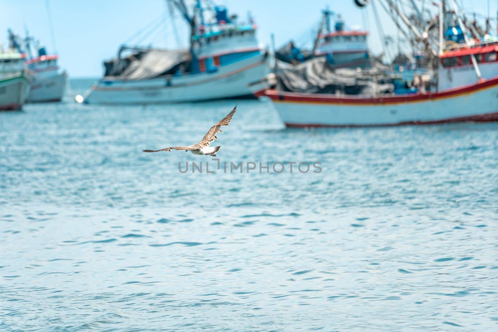a seagull flies over the ocean near a fishing port by Edophoto