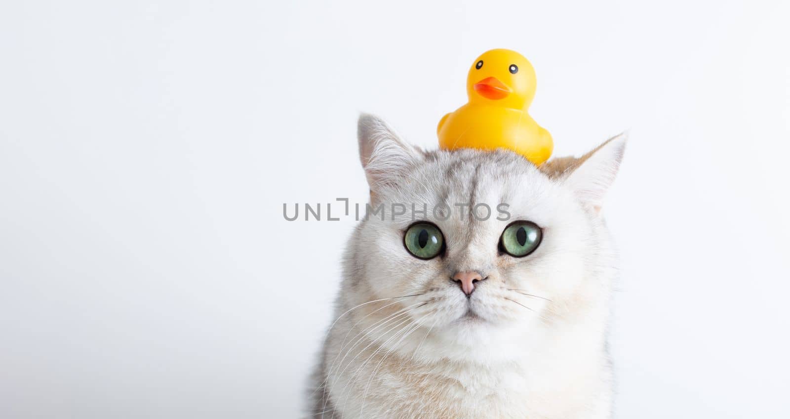 Funny white cat with a yellow rubber duck on his head, on a white background. Close-up. Wide banner. Copy space