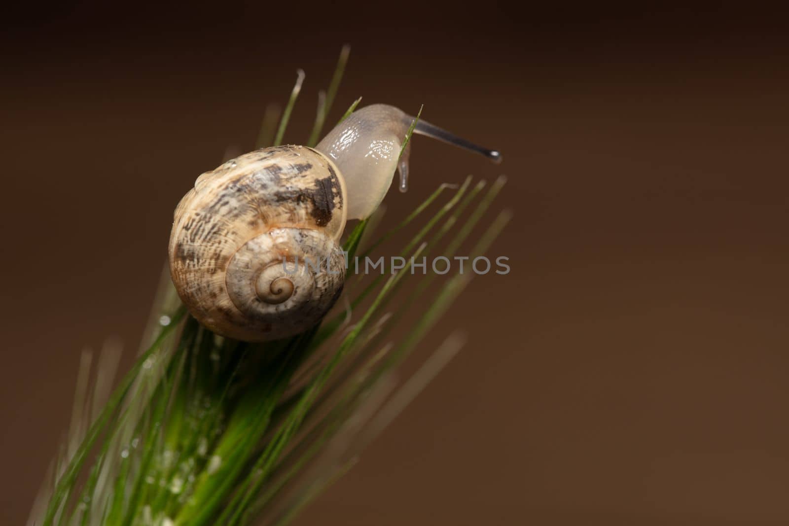 Snail On Green Stem by senkaya