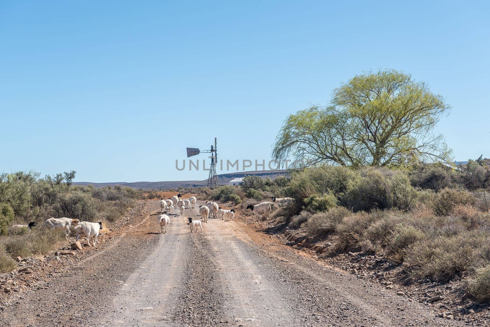 Sheep blocking the historic Postal Route between Fraserburg and Sutherland in the Northern Cape Karoo. A windmill is visible