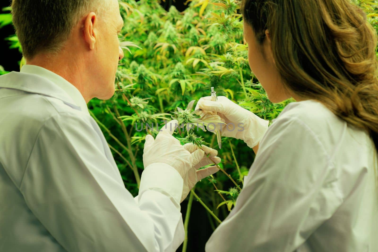 Two scientists discussing about gratifying cannabis plants in a curative indoor cannabis greenhouse. Products extracted from cannabis as an alternative medical treatment.