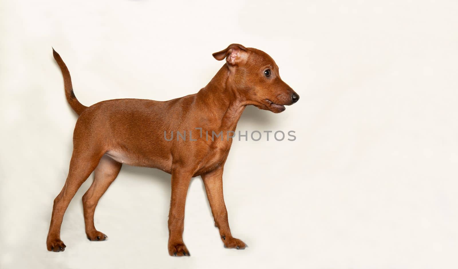 Funny puppy stands sideways on a light background. A brown, playful puppy with a raised tail. The little dog looks away. A thoroughbred pet rejoices.
