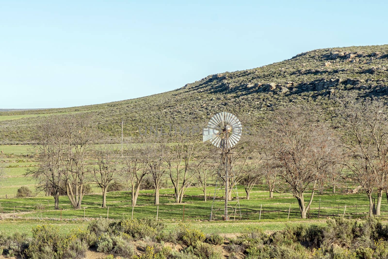 Windmill and leafless trees, at Vredehoek farm by dpreezg