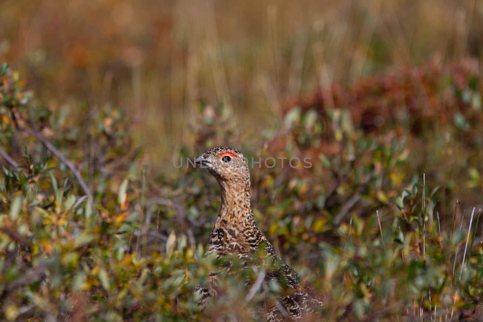 A willow ptarmigan, Lagopus lagopus, in summer searching for food among tundra willows in the Canadian arctic, near Arviat, Nunavut