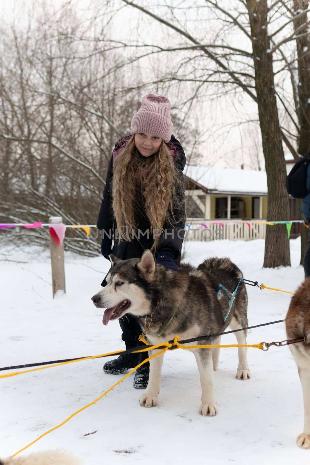 friend husky happy nature animal dog pet snow woman outdoor girl love female adult person park winter by 89167702191