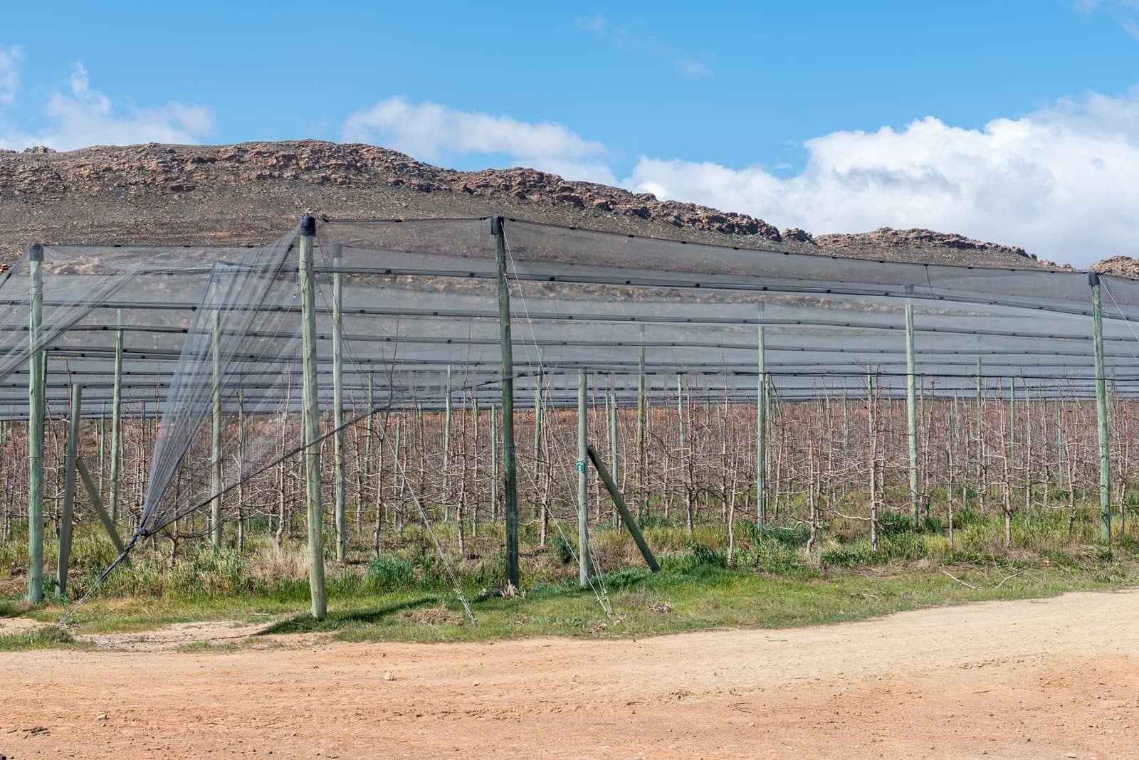 Fruit tree orchard under hail nettin on the Katbakkies road in the Western Cape Cederberg. The espalier system is used. 