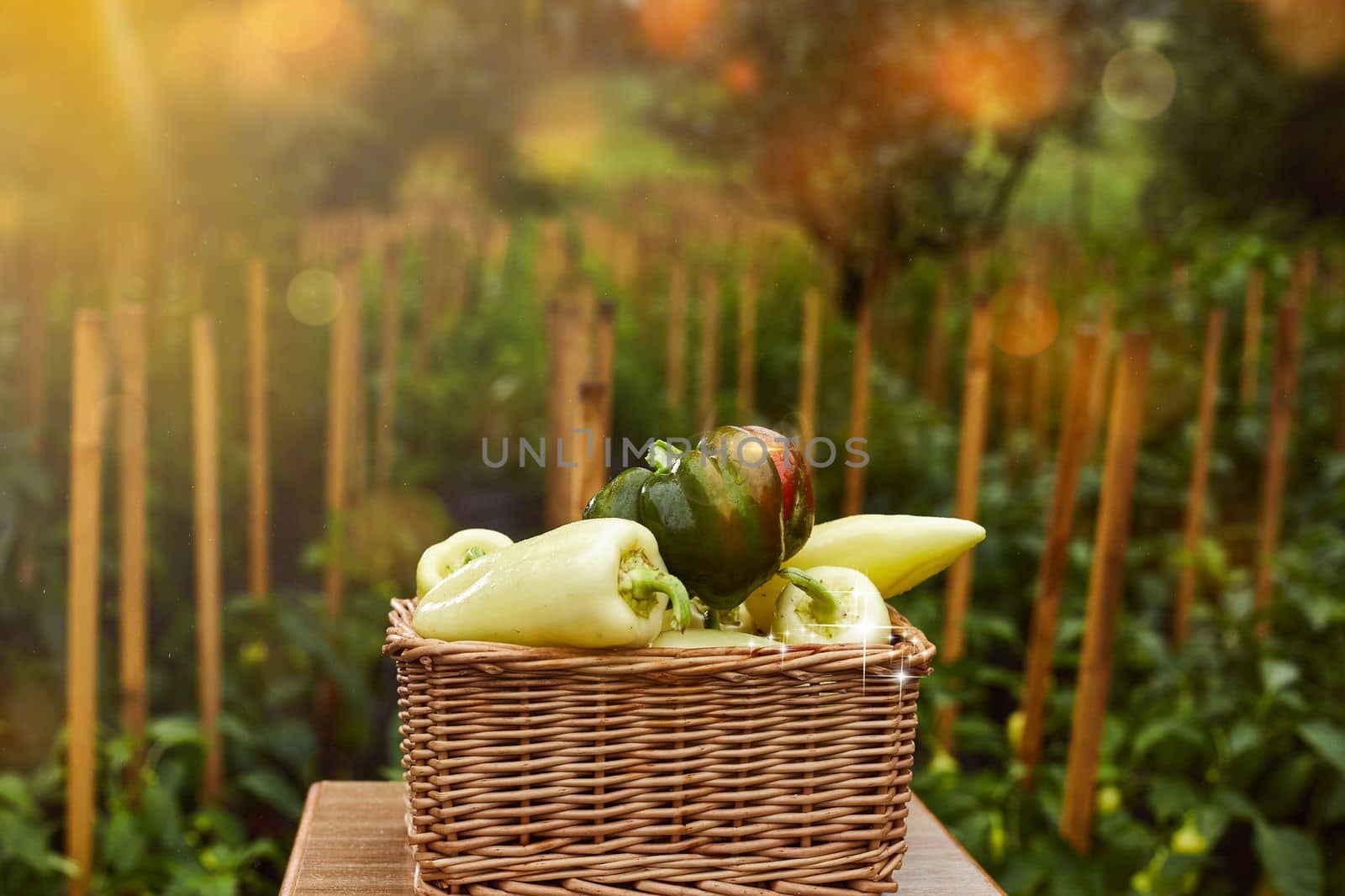 fresh ratunda peppers in a basket picked in the garden with their own hands decorative photo creative photo.