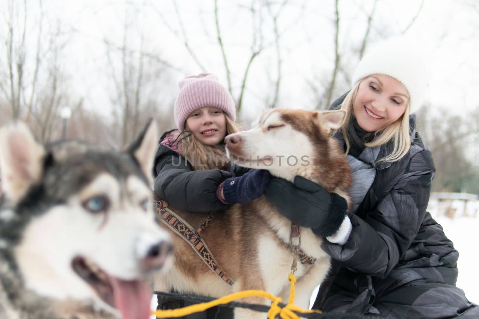 siberian sleigh snow dog alaska canine husky sled cold white musher winter nature