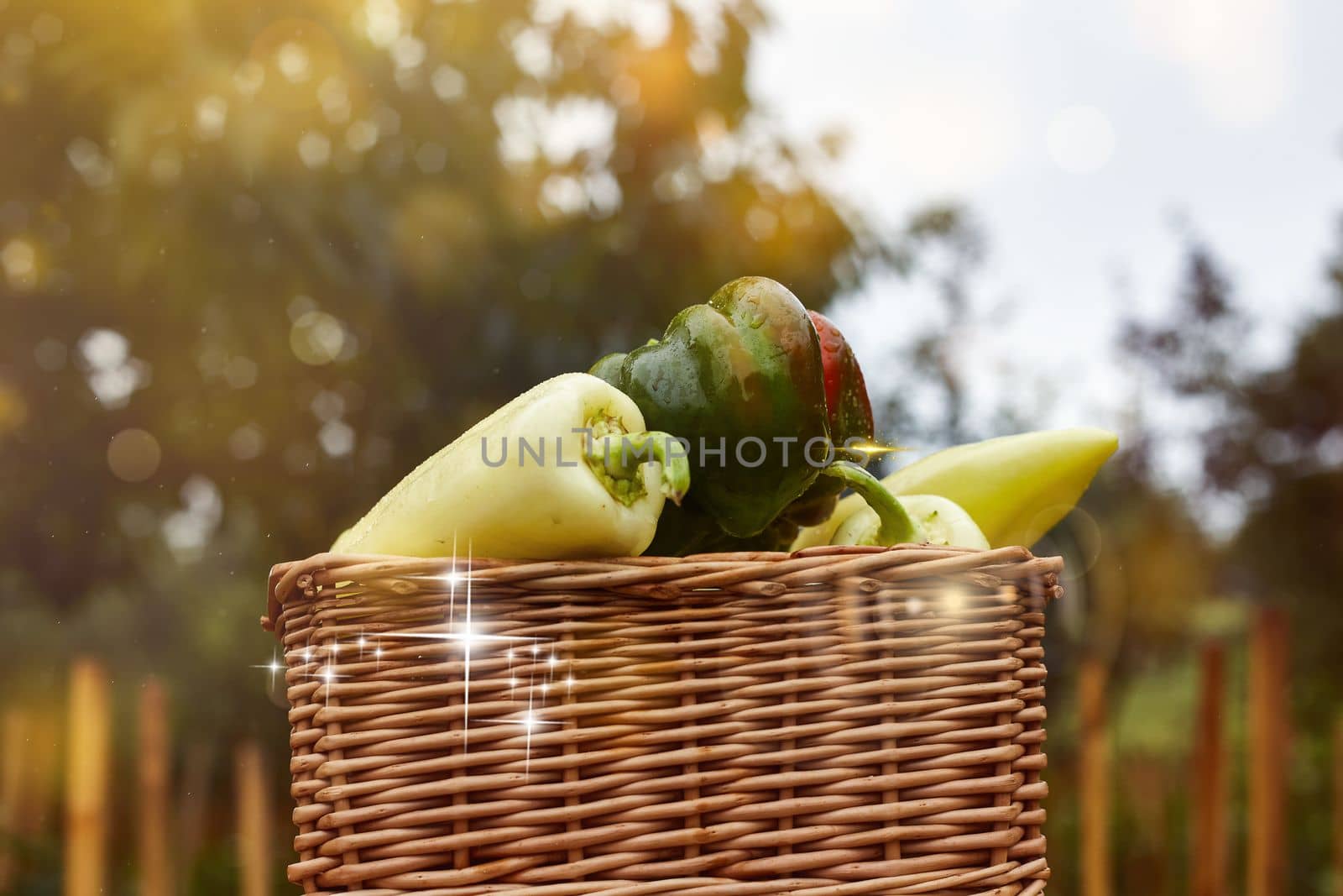 fresh ratunda peppers in a basket picked in the garden with their own hands decorative photo creative photo. High quality photo