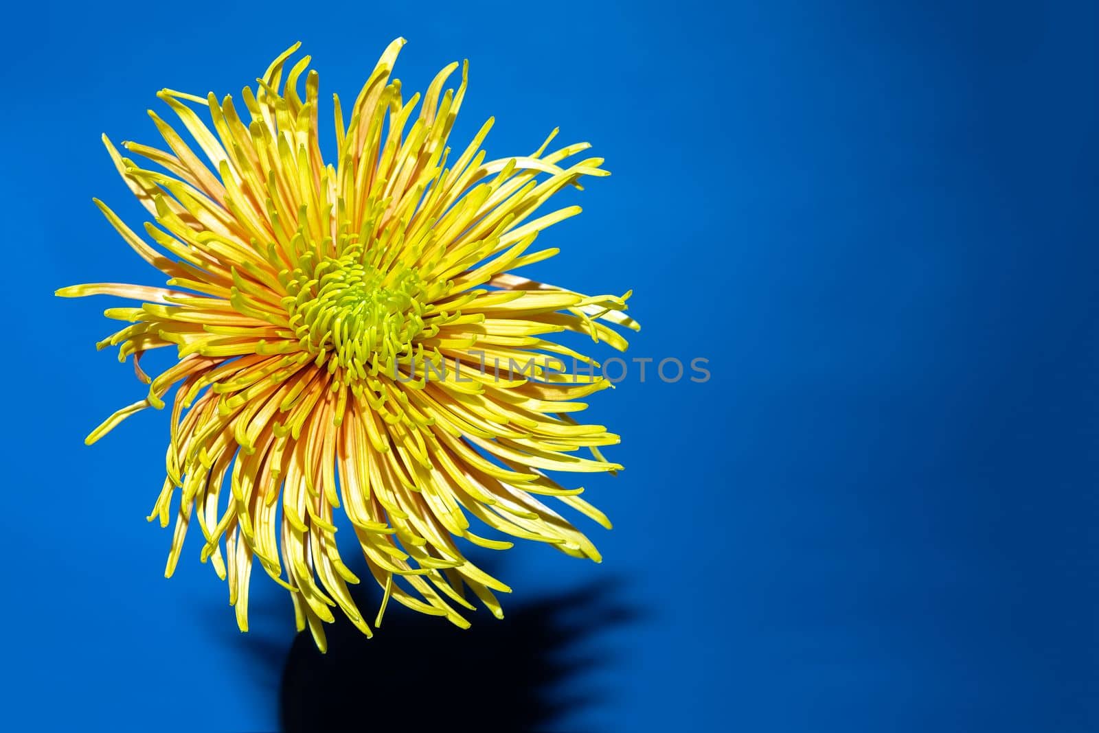 Yellow aster flower with sharp shadow against deep blue background.Aesthetic blooming. Copy space by Ri6ka