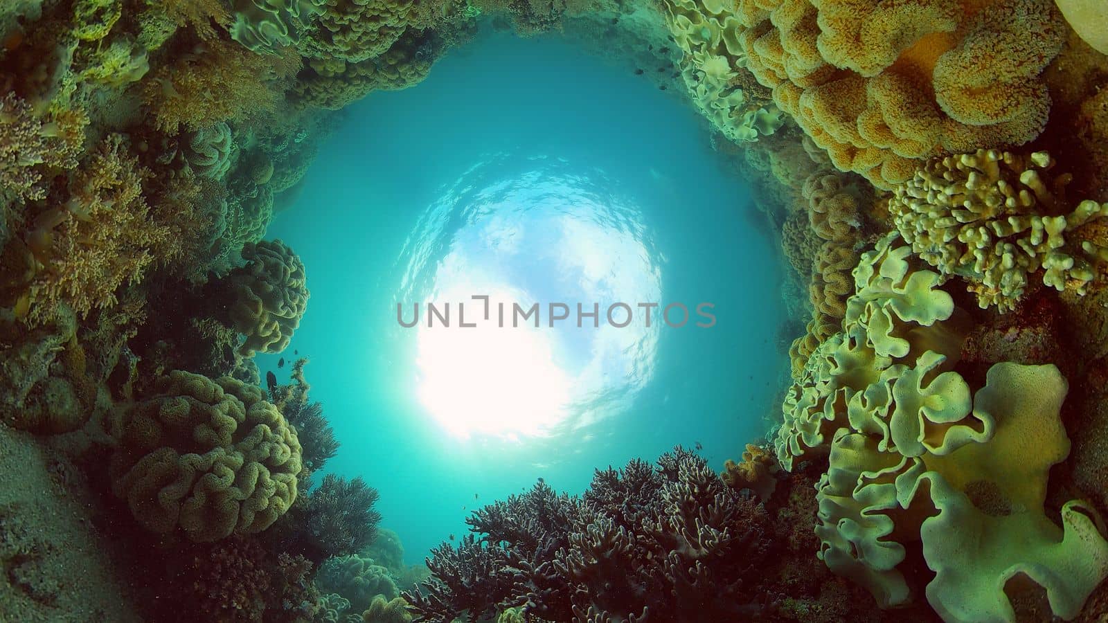 Underwater fish reef marine. Tropical colourful underwater seascape. Philippines.