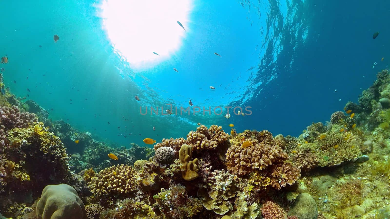 Wonderful and beautiful underwater colorful fishes and corals in the tropical reef. Philippines.