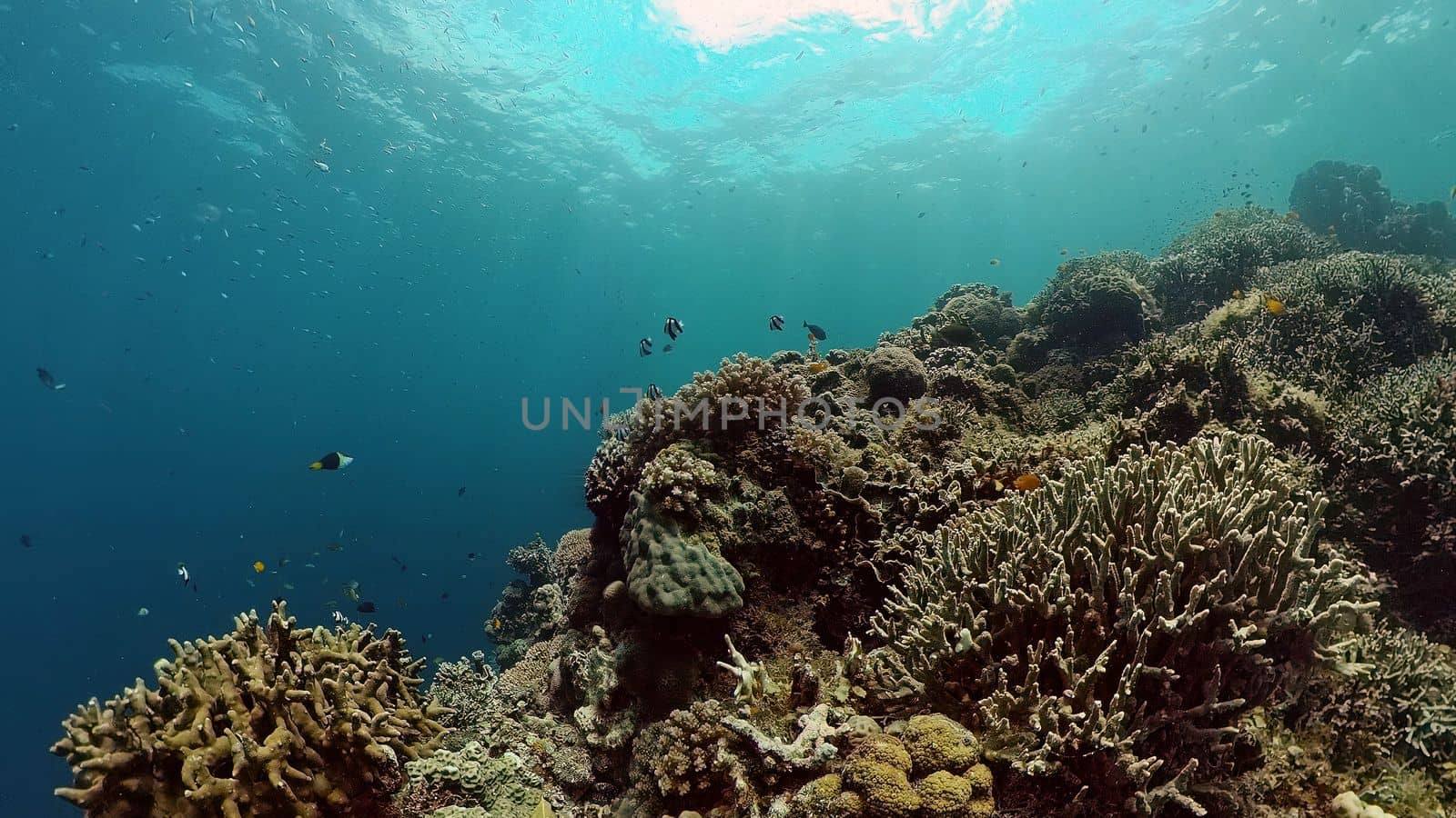 Blue Sea Water and Tropical Fish. Tropical underwater sea fish. Philippines.