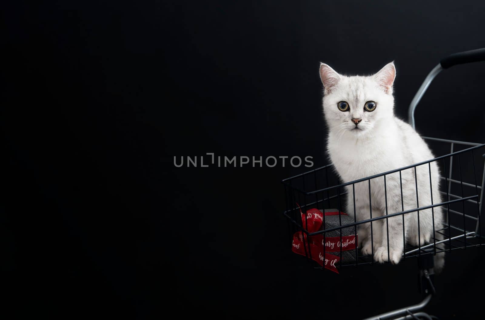 small scottish kitten in a shopping cart along with gift boxes pet for christmas as a gift, High quality photo