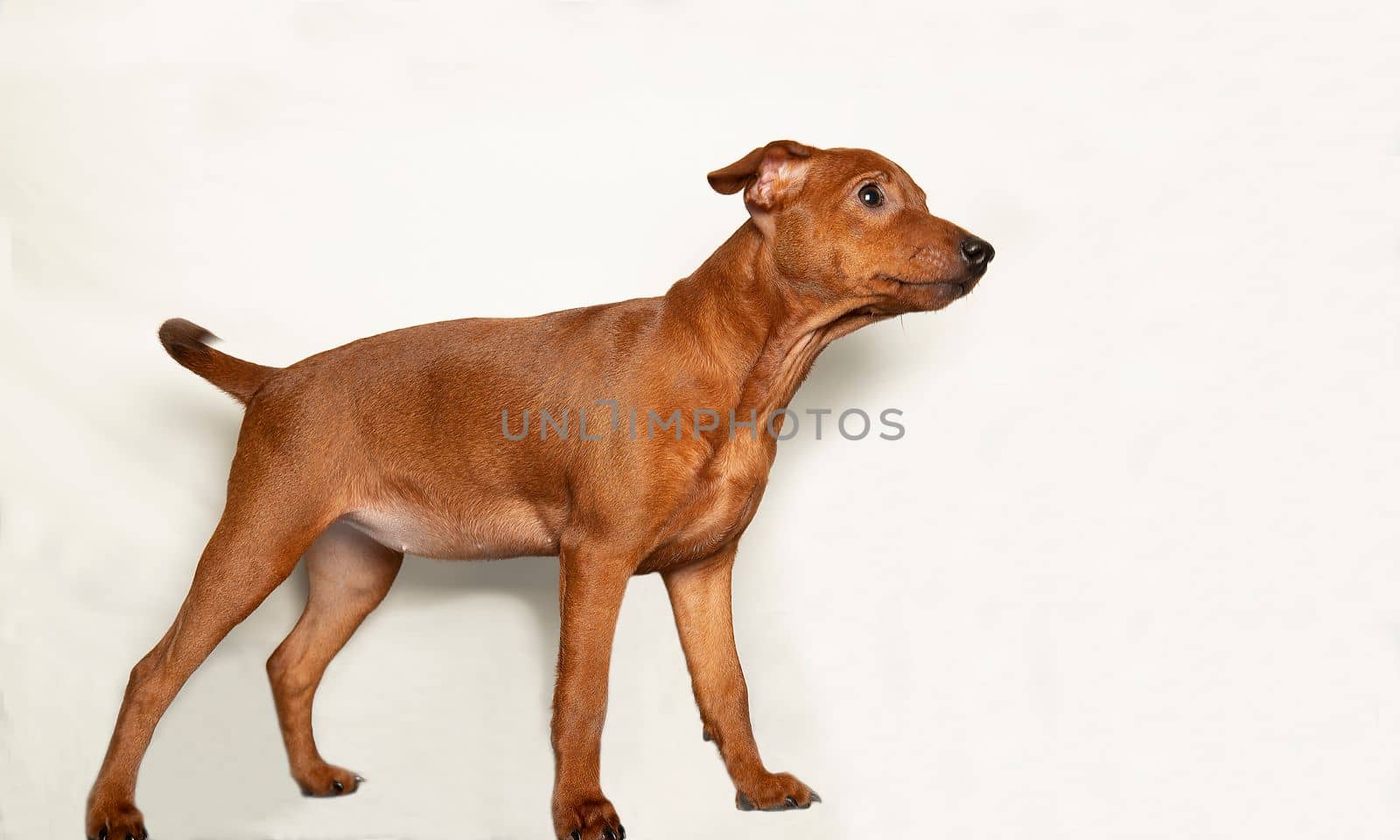 Funny puppy stands sideways on a light background. A curious puppy looks up. A small inquisitive dog. Mini pinscher.