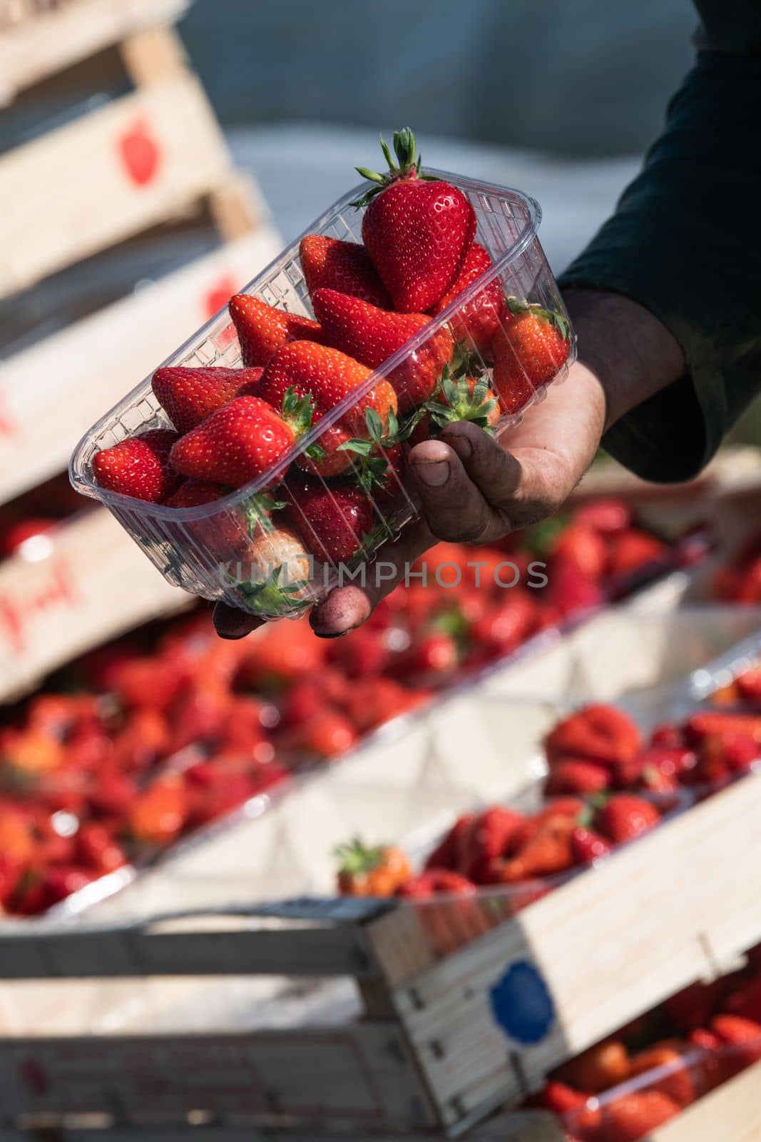 France, Gironde, May 2022: Box with ripe red strawberry while working on strawberry greenhouse field. High quality 4k footage
