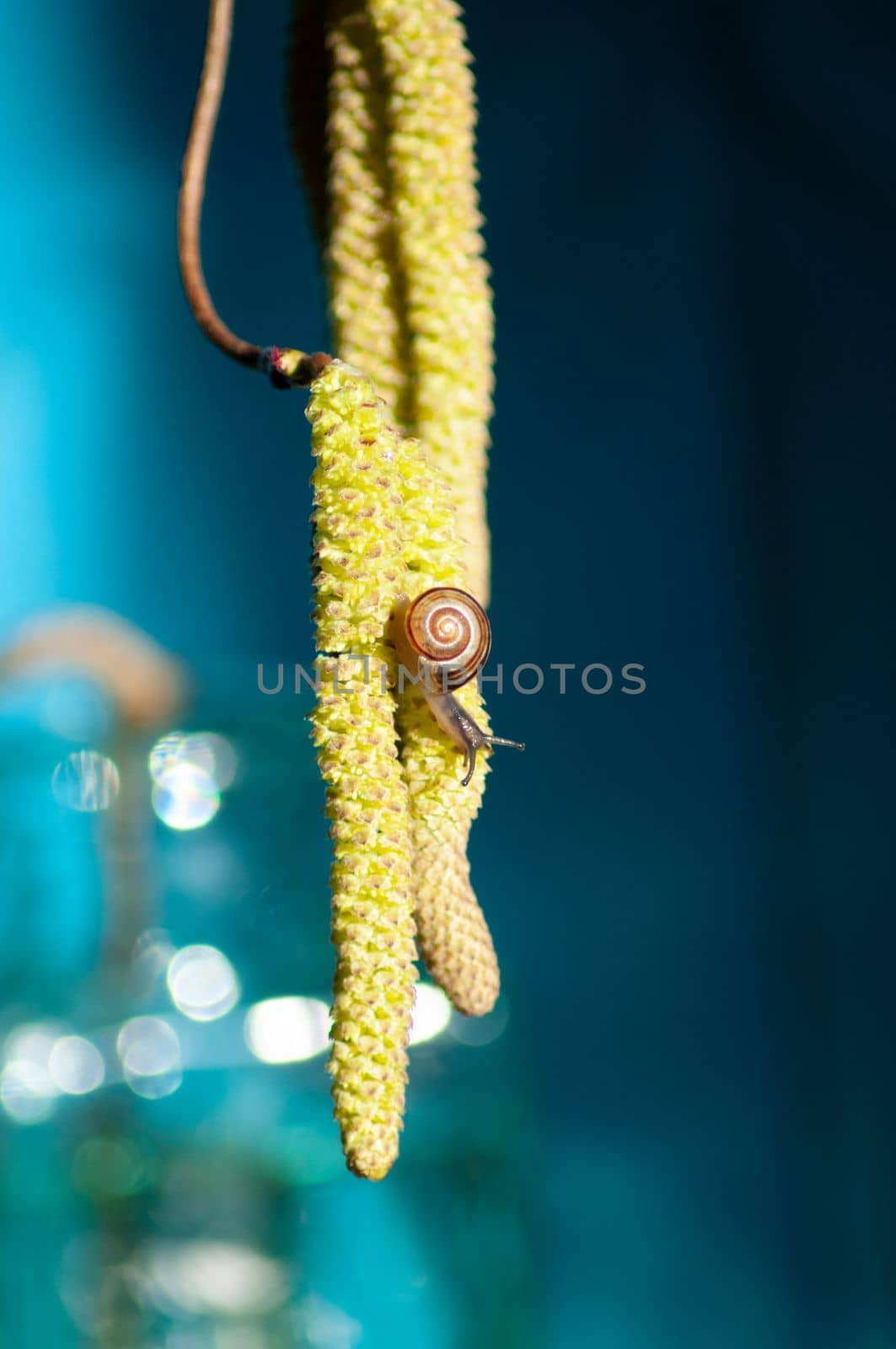 small snail on hazelnut catkins on a blue background insect closeup. High quality photo