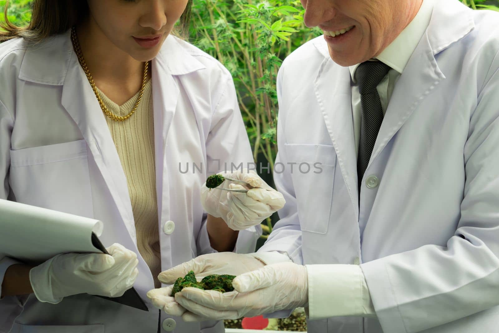 Scientists grasping gratifying heap of cannabis weed buds with tweezers. by biancoblue