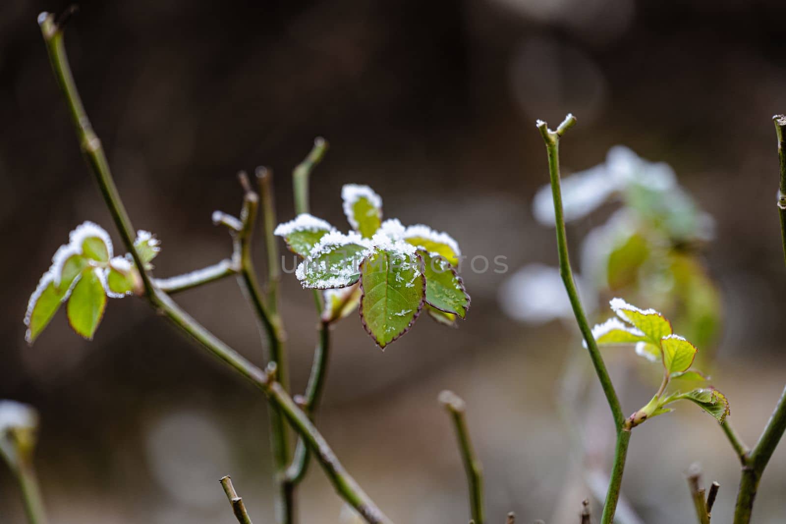 Close-up picture of green leaves with first snow on them in frosty garden. Green leaves covered with the first snow. Snowflakes on green plant leaves