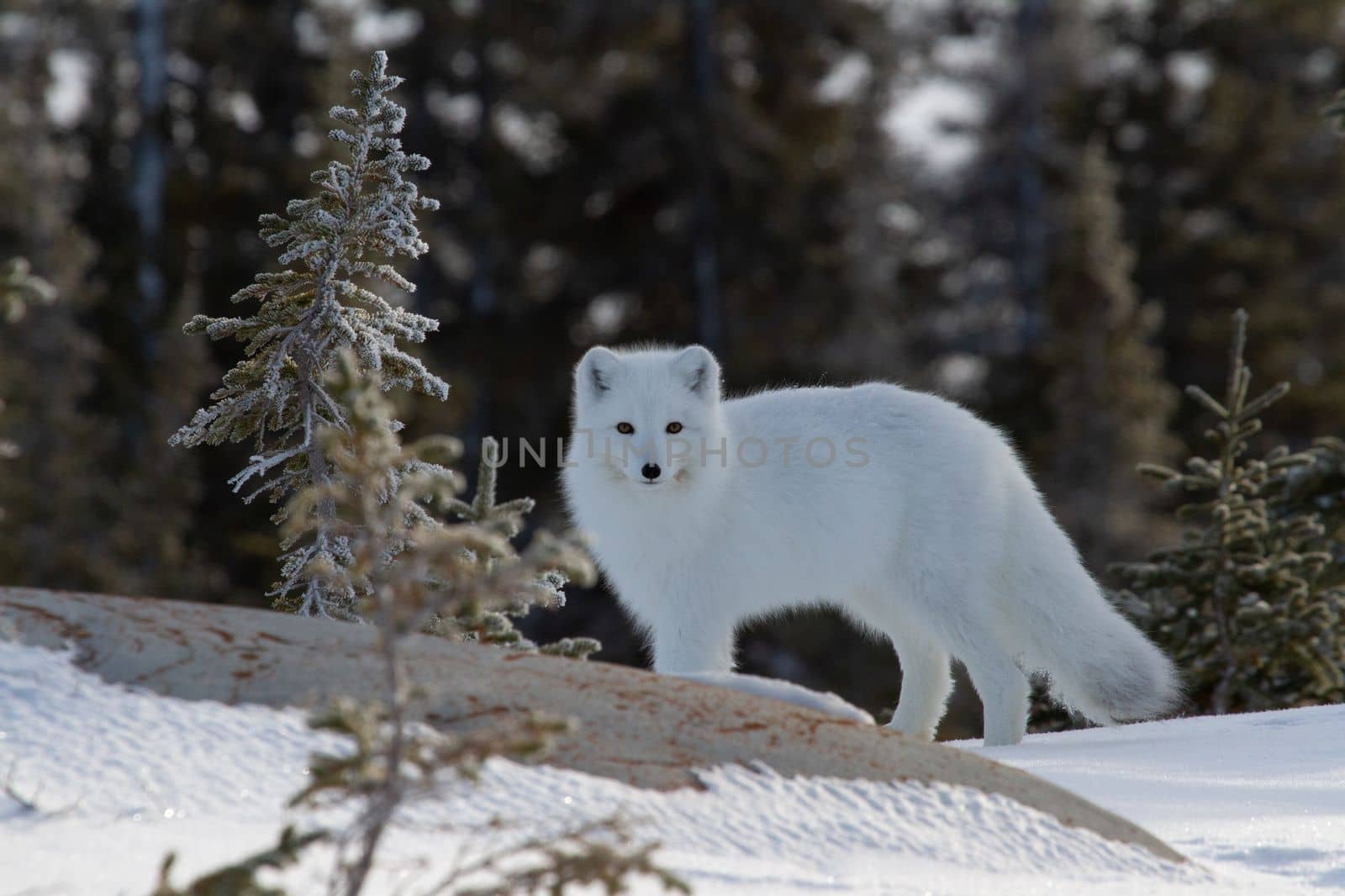 Arctic fox or Vulpes Lagopus in white winter coat with small tree in the foreground looking at the camera, Churchill, Manitoba, Canada