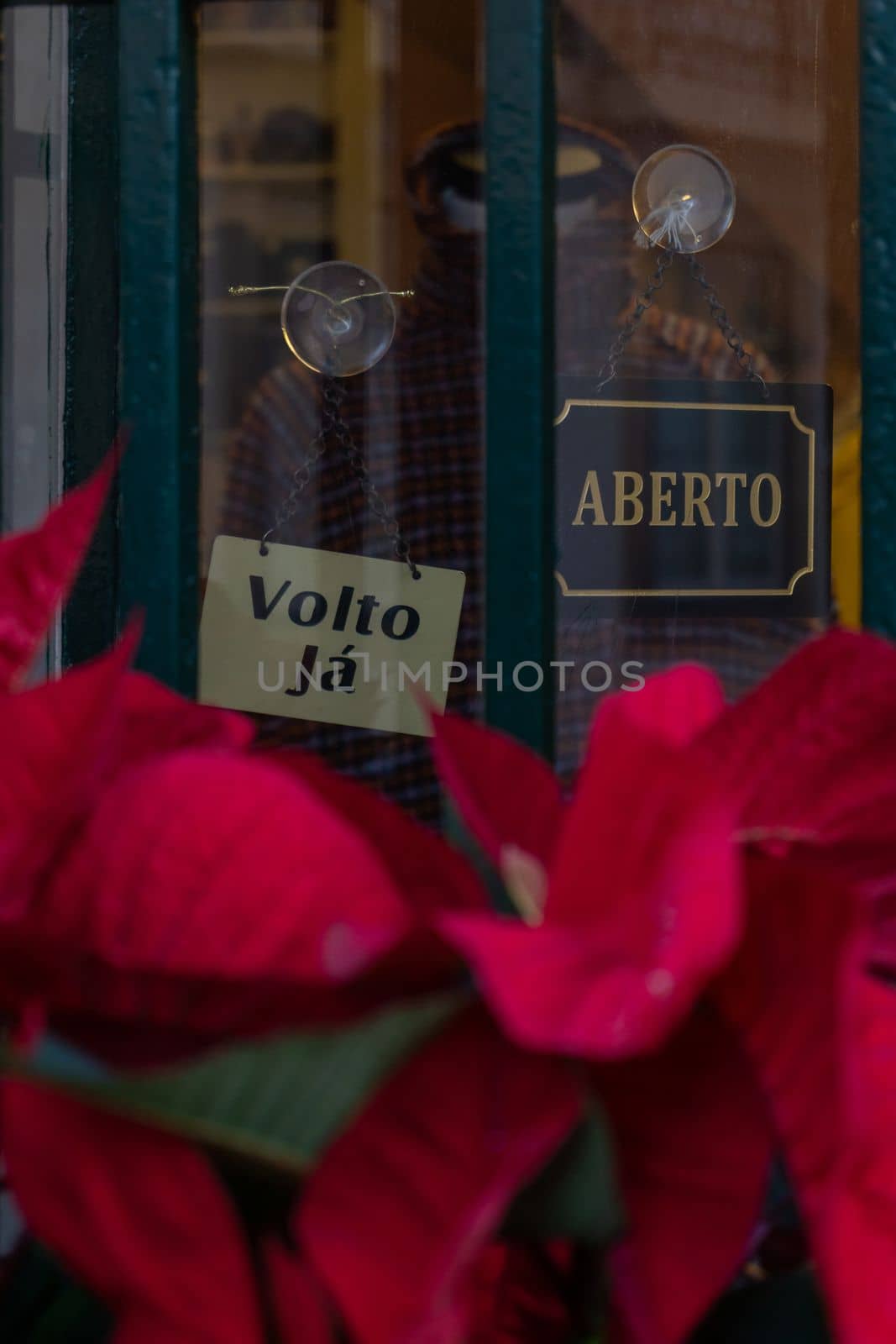 Glass display case of an old shop with a plaque open, decorated with pots with poinsettia with red leaves close up