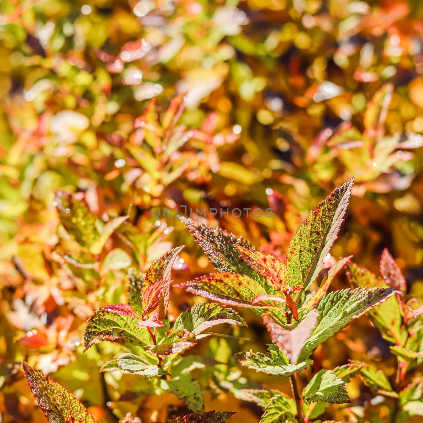Yellow and red Spiraea japonica leaves in the autumn garden. Blurred natural background
